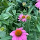 Flower85 profile