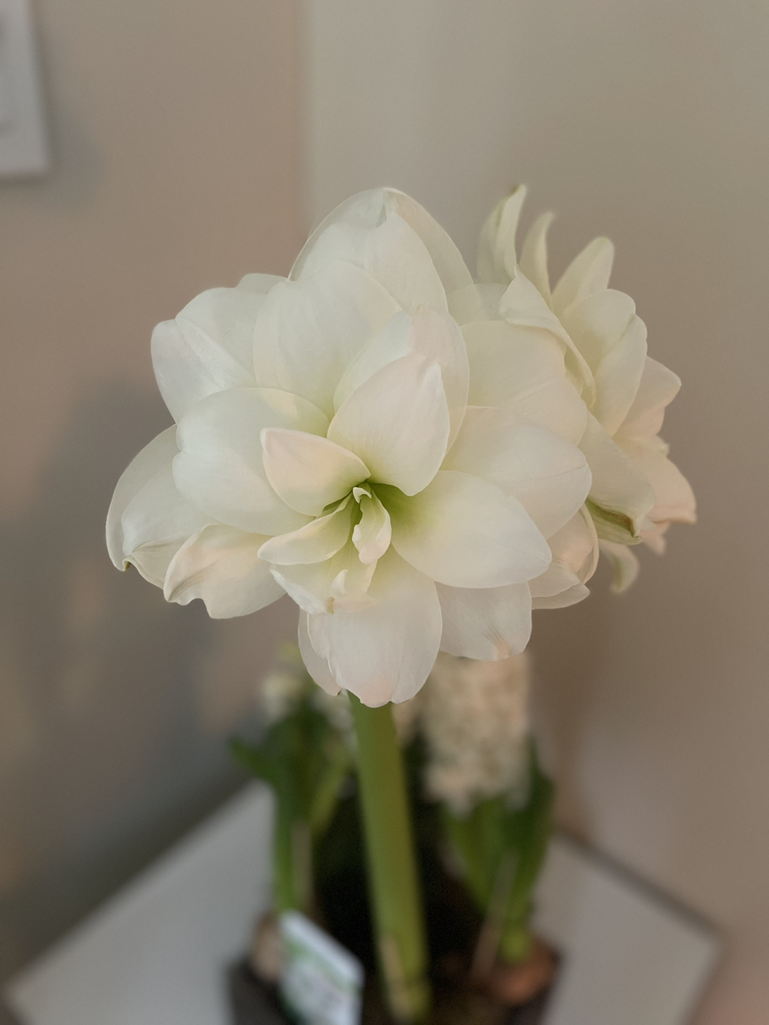 Iris profile