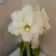 Iris profile