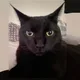 Dante profile