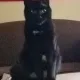 Todd profile