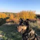 Paula profile