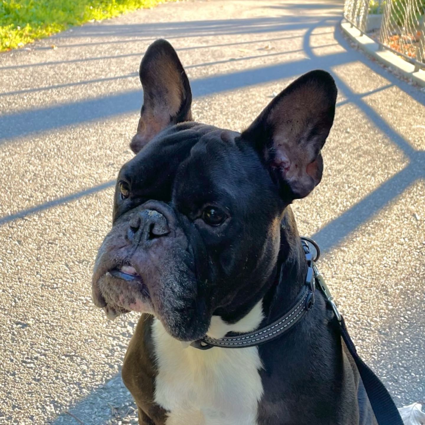 Will profile