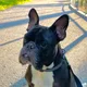 Will profile