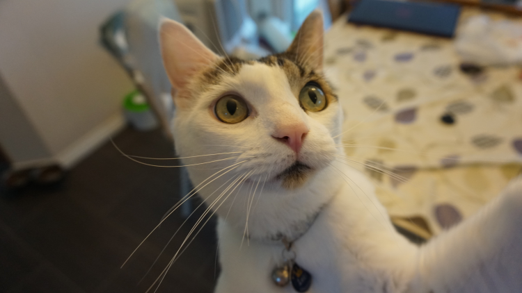 Kumi profile