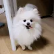 Sang profile