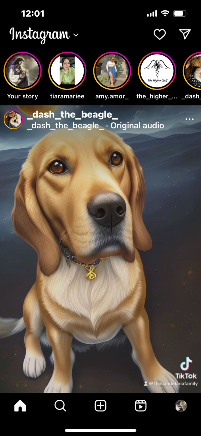 Dash the Beagle profile