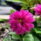 indy profile
