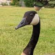 Mike profile