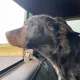 Aaron profile