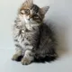 Yousif profile