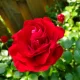 Hamza profile