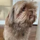 Rou profile