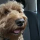 Will profile