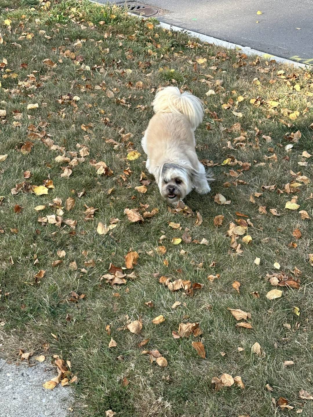 Jake
