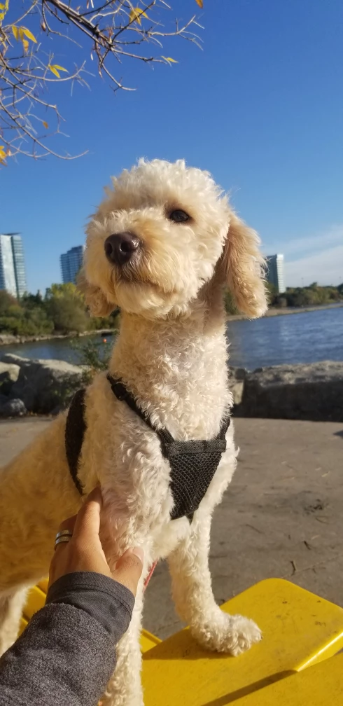 Marti profile