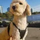 Marti profile