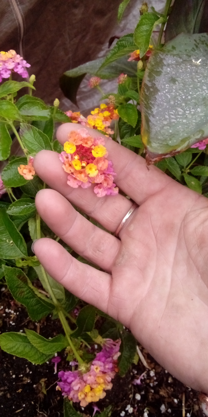 Chrisandbrandy D profile