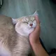 tongtong profile