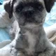 Sharren profile