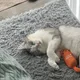 Lulupopo profile