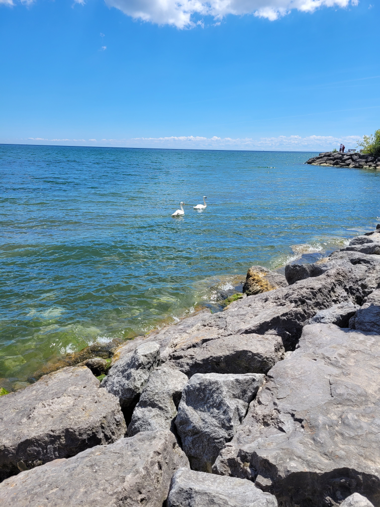 Bushra Jabri profile