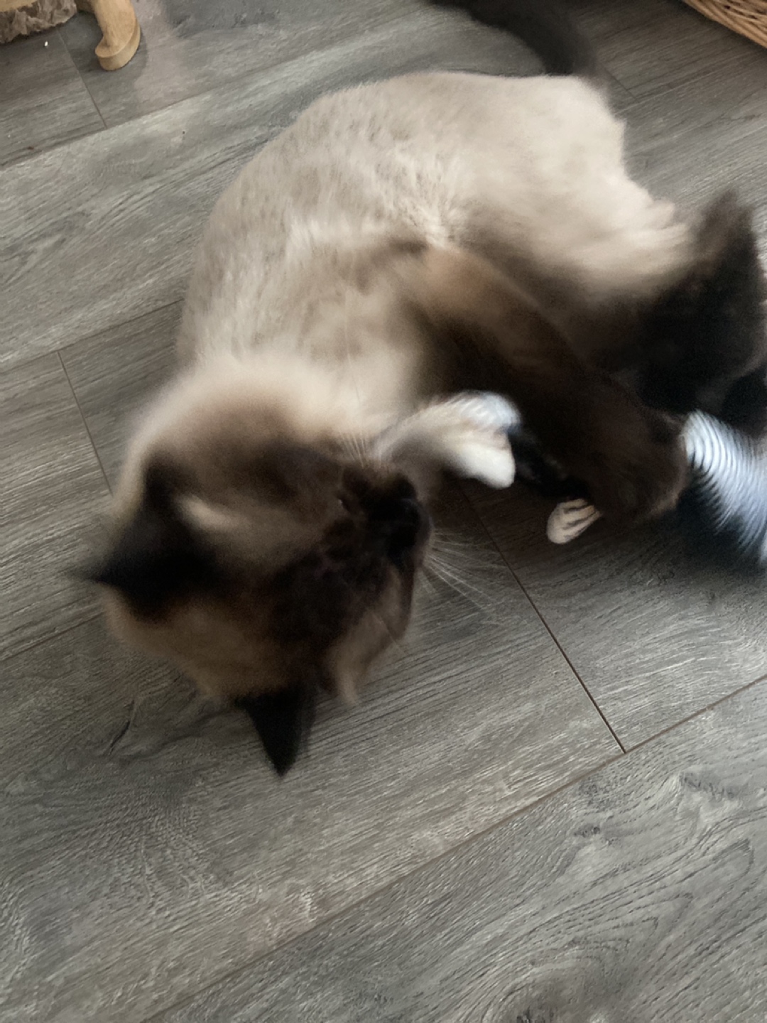 Gia