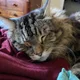 zacs profile