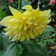 Astha profile