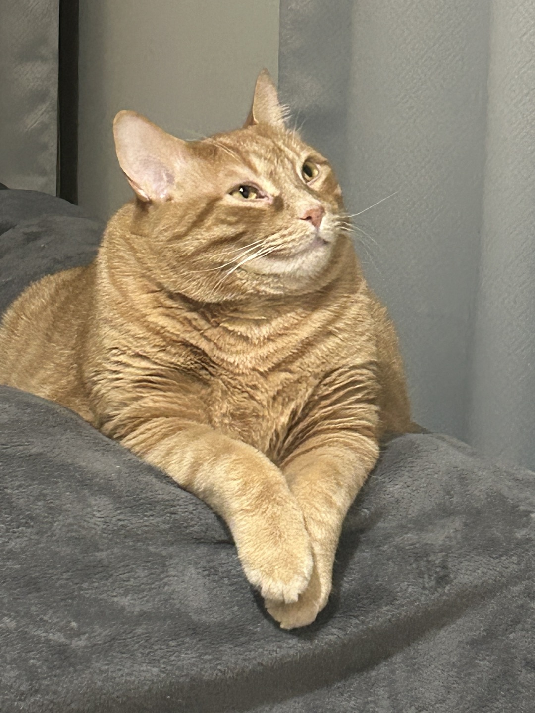 Patrick profile
