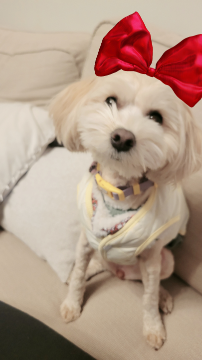 chaichai profile