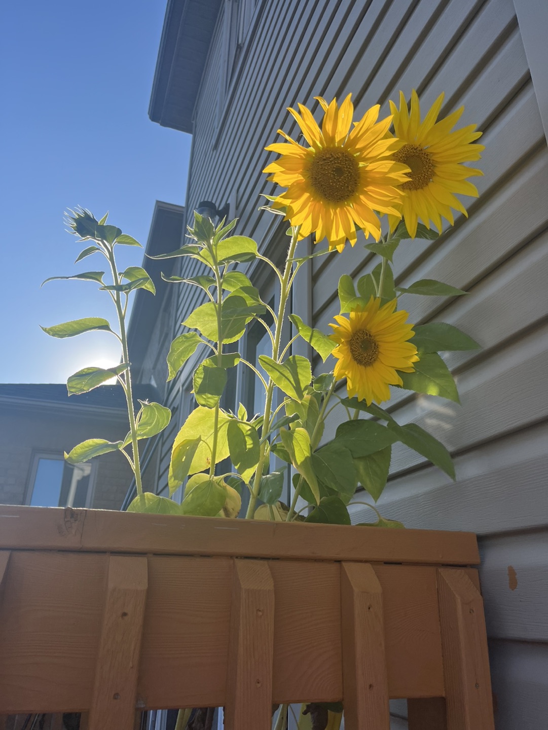 The Johnson Family profile