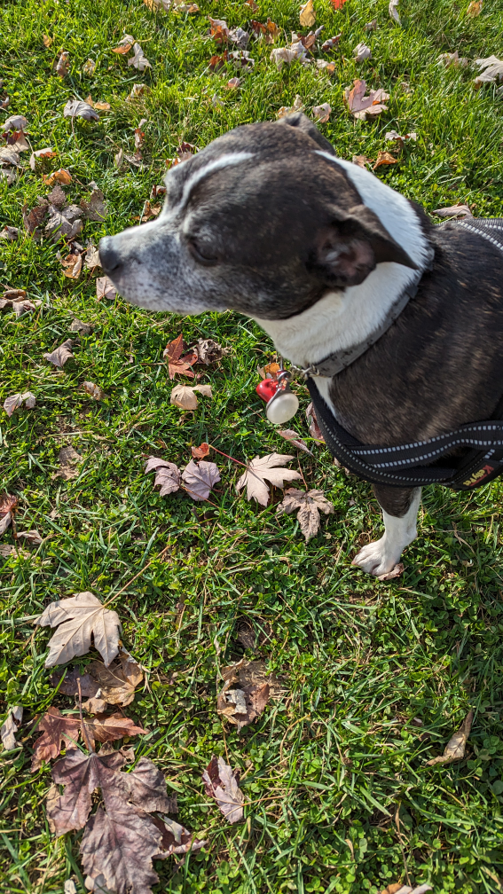 carelia profile