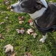 carelia profile