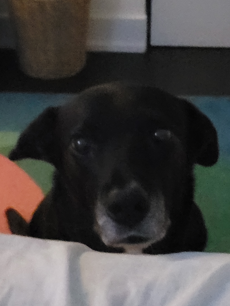 DJ