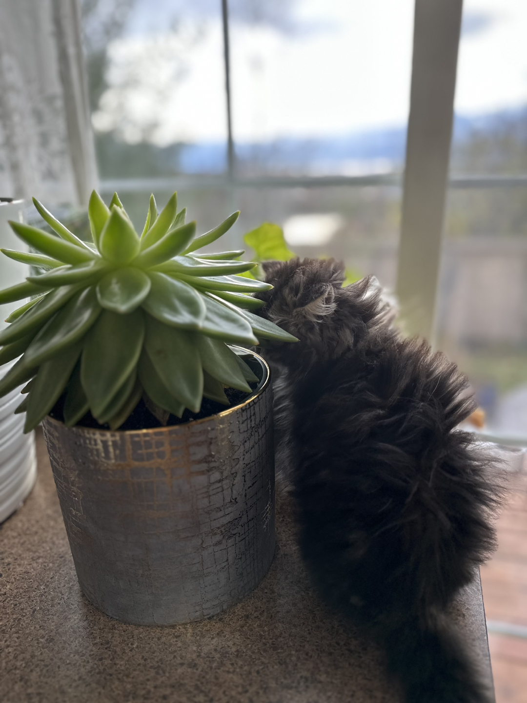 Venna profile
