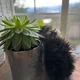 Venna profile