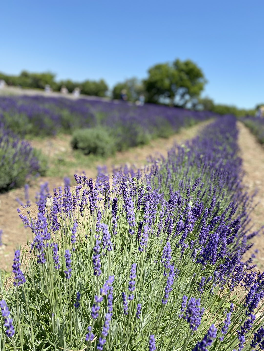 HappyToronto profile