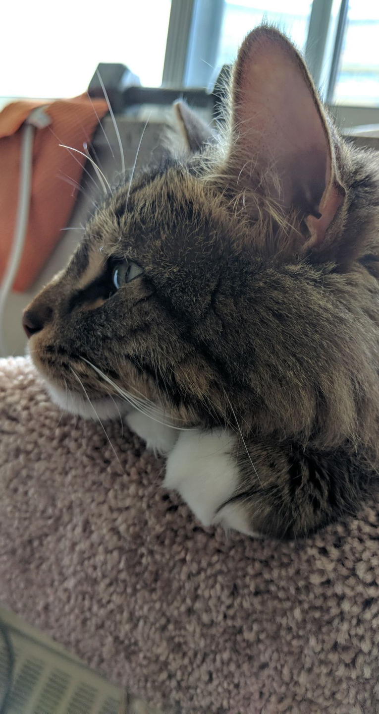 Ariel profile