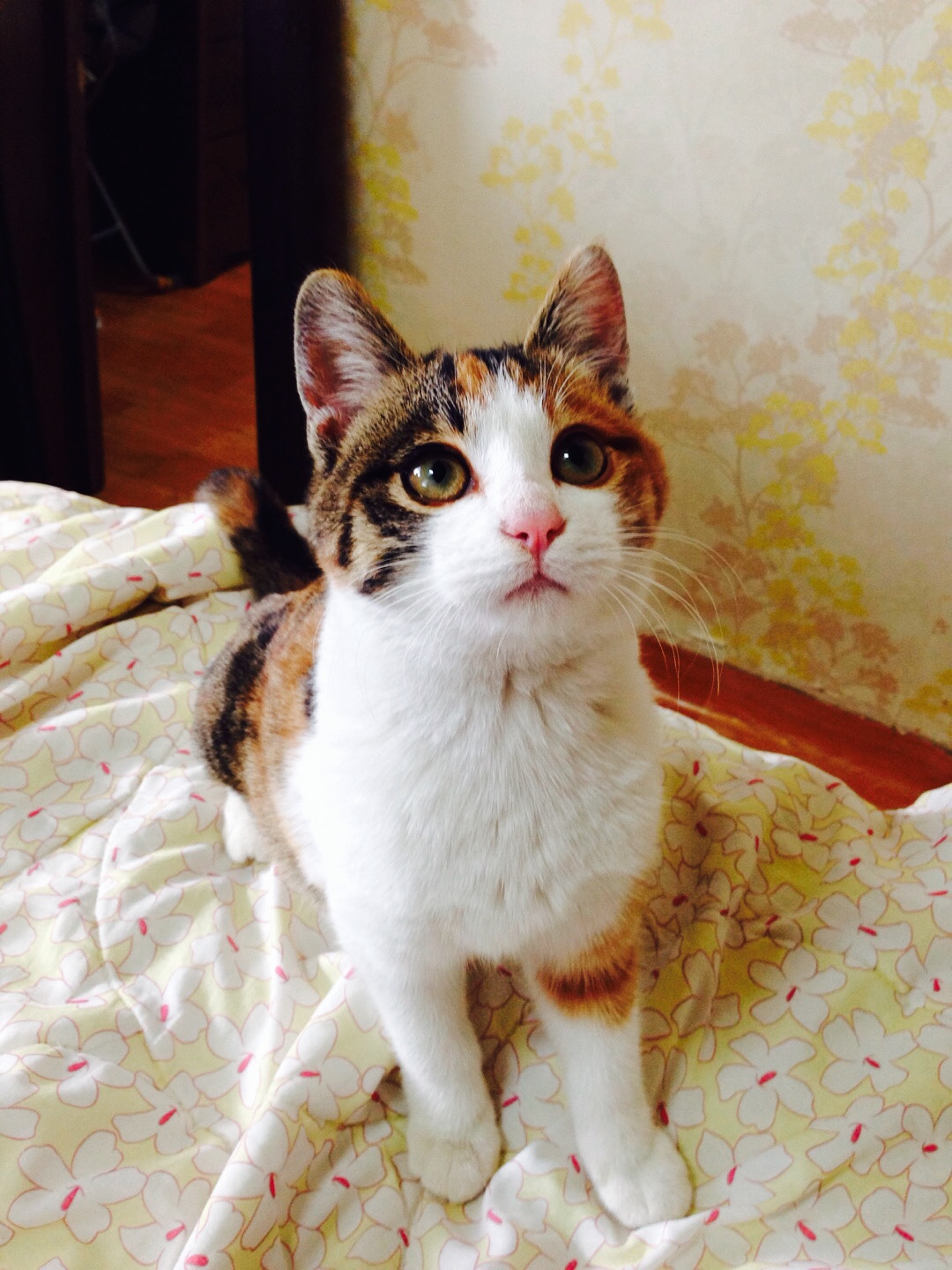 Tinker bell profile