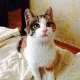 Tinker bell profile