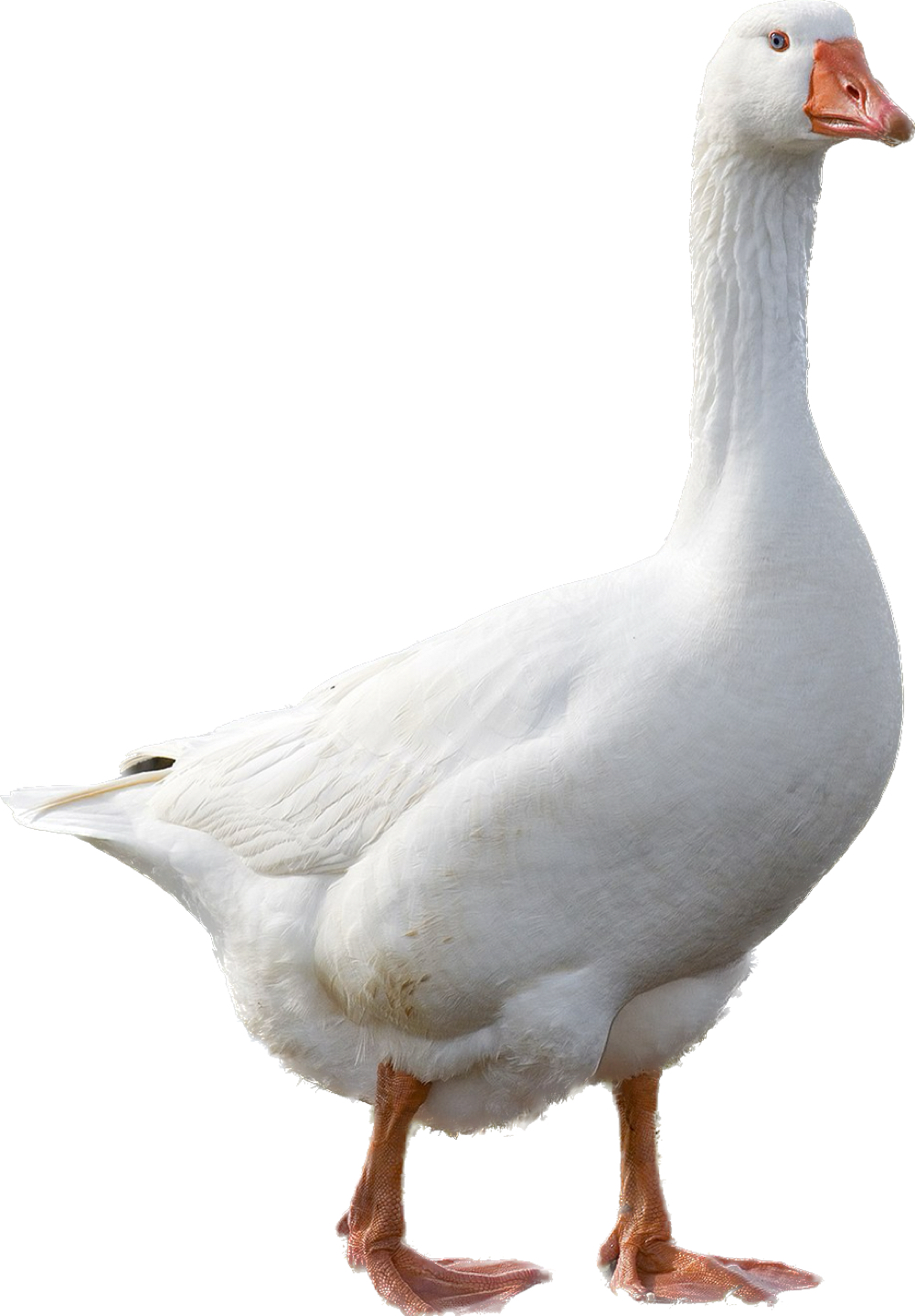 Mr Goose profile
