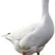 Mr Goose profile