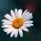 Asiya profile