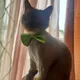 Haidar profile