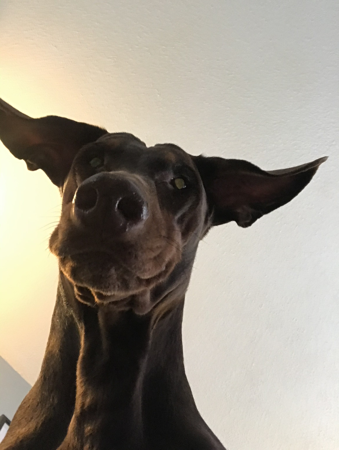 Gus profile