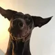 Gus profile