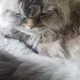 Sam profile