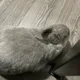Keee profile