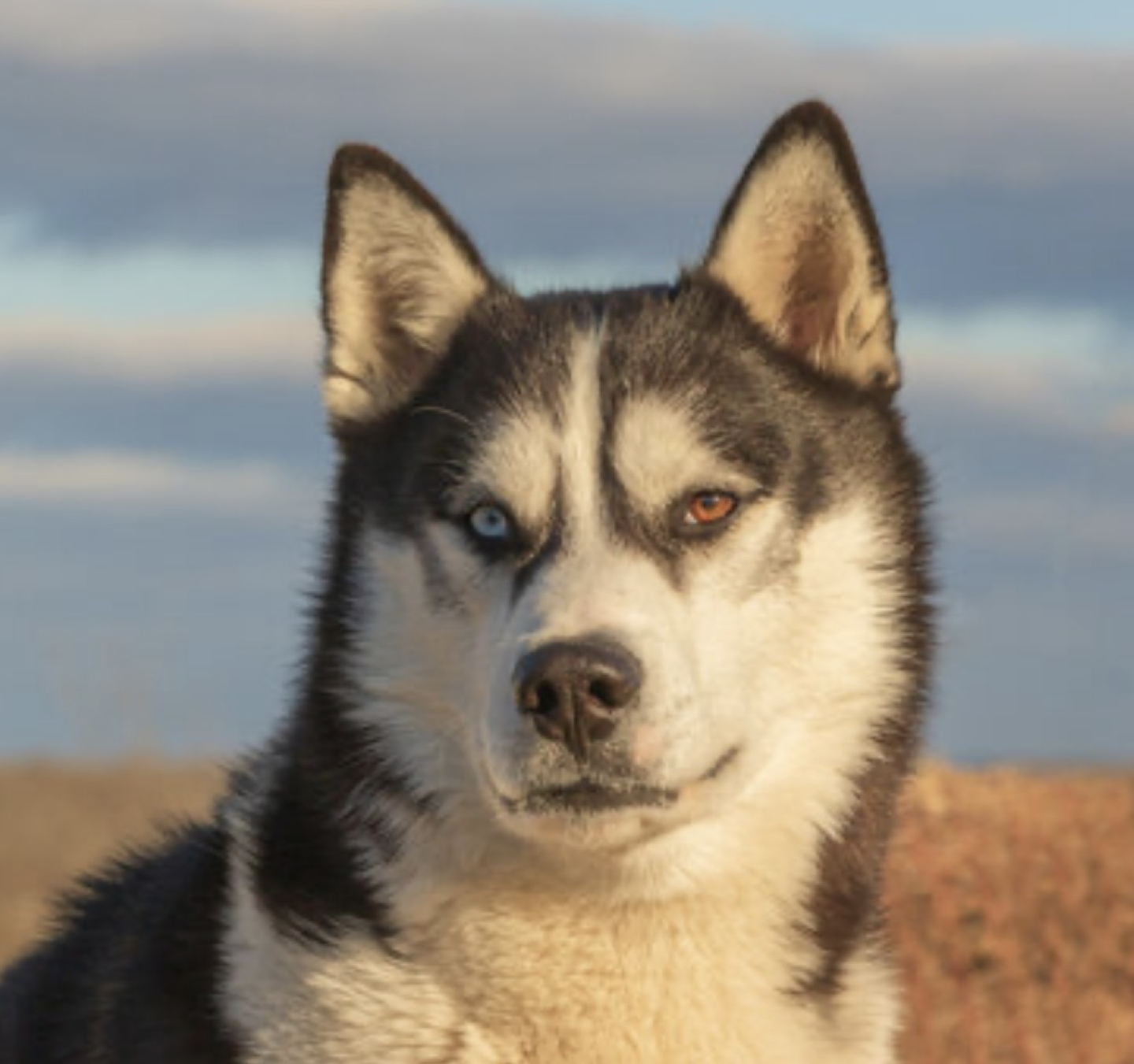 Sam profile